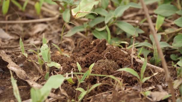 Unseen Dung Beetle Trekt Mestbal Gat Terwijl Mieren Kruipen Buurt — Stockvideo