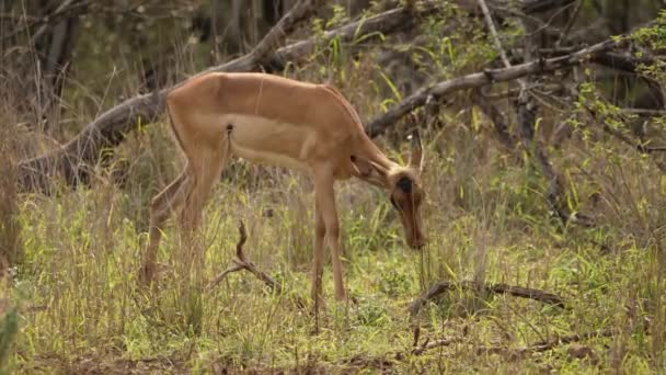 Vrouwelijke Impala Eten Groen Gras Terwijl Alert Zijn Roofdieren Savanne — Stockvideo