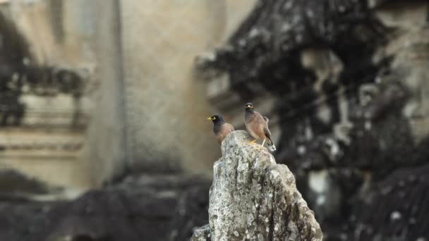 Пара Звичайних Мінних Птахів Сидять Камені Різьблення Ангкор Ват — стокове відео