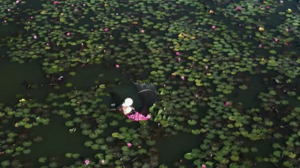 Збираючи Азіатські Водні Лілії Колекціонер Капелюхом Плаває Озері Повному Рожевої — стокове відео