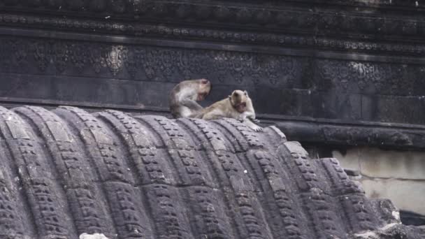 Angkor Yolu Kamboçya Nın Çatısını Temizleyen Bir Çift Bebek Maymun — Stok video