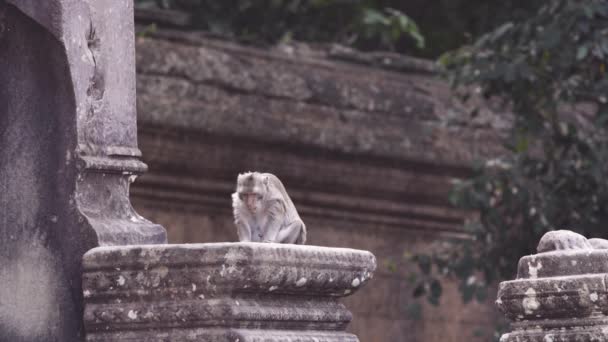Angkor Yolu Kamboçya Maymun Besleniyor — Stok video