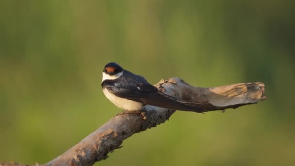 Bianco Gola Rondine Uccello Chirping Ramo Soft Focus Sfondo Verde — Video Stock