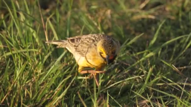 Cape Longclaw Bird Struts Travers Herbe Recherche Nourriture Suivre Tir — Video