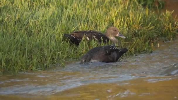 African Black Duck Dunks Cabeza Bajo Agua Incursionando Busca Comida — Vídeos de Stock