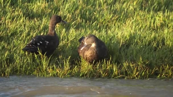 高速流川によるアフリカの黒いアヒルの休息と草の中のワドルのペア — ストック動画