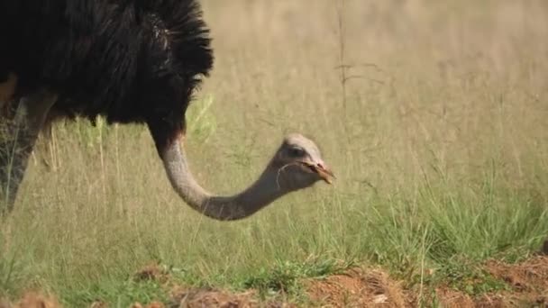 Avestruz Dobla Cuello Para Comer Hierba Sabana Reserva Natural Rietvlei — Vídeos de Stock