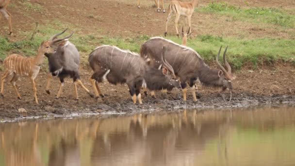 Tre Larm Nyala Antelope Män Skräms Medan Dricksvatten — Stockvideo