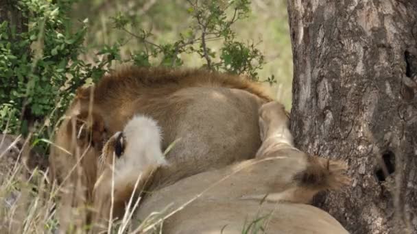 Erkek Afrika Aslanı Büyük Bir Ağacın Gölgesinde Birlikte Uyur — Stok video