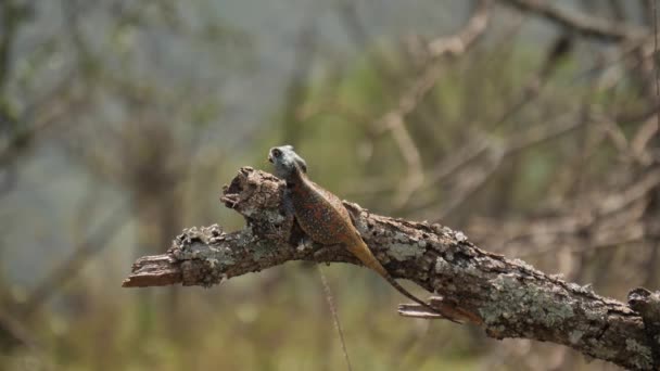 Agama Lizard Beweegt Snel Boomtak Vangen Eten Vliegende Insecten — Stockvideo