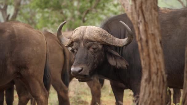 Siyah Erkek Afrika Bufalosu Geviş Getiriyor Yavaşça Sürüsüne Bakıyor — Stok video