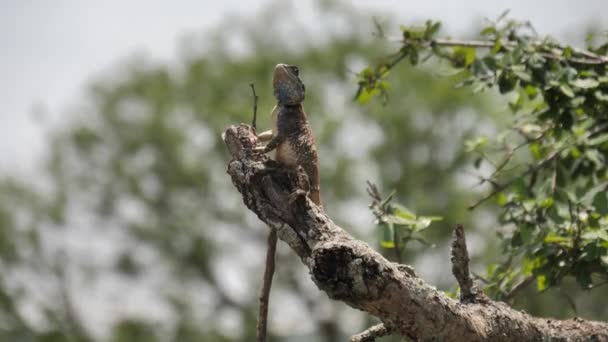 Blue Headed Agama Lizard Rör Sig Snabbt När Insekter Flyger — Stockvideo