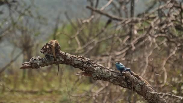 Blue Rubaded Agama Lizard Utmanar Annan För Territorium Gren — Stockvideo