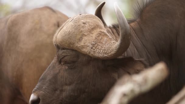 Zamknij Profil Głowy Przylądka Buffalo Pomarszczonej Szyi Afryce — Wideo stockowe