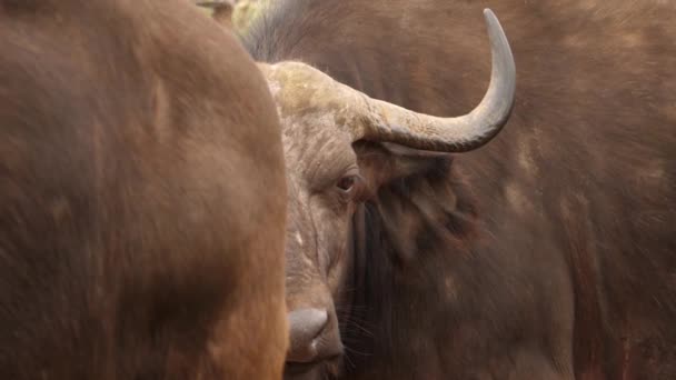 Acercamiento Cara Cape Buffalo Mientras Gira Cabeza Fuera Vista — Vídeos de Stock