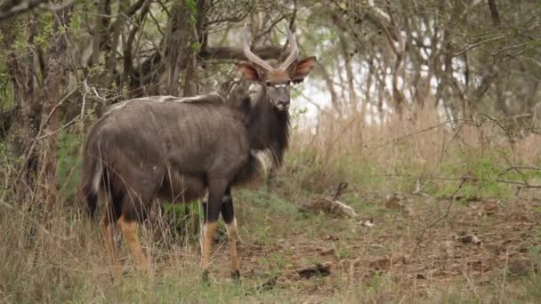 Majestueus Gestreepte Nyala Antilope Voorzichtig Loopt Door Droge Struikgewas — Stockvideo
