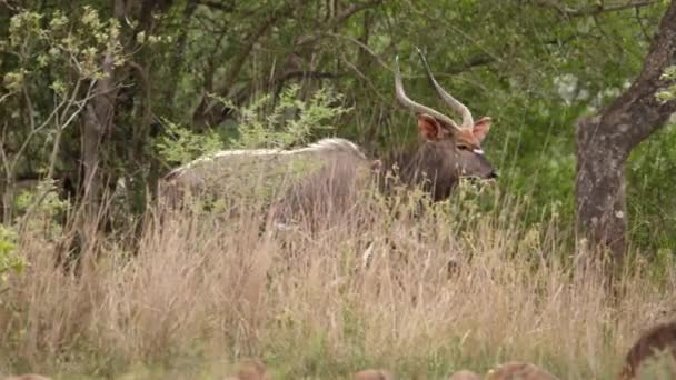 Pan Rechts Mannelijke Nyala Antelope Loopt Door Struikgewas Bomen Gras — Stockvideo