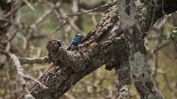 Blue Headed Tree Lizard Com Cauda Laranja Ainda Senta Ramo — Vídeo de Stock