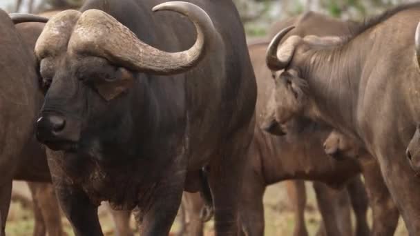 Bull African Cape Buffalo Tem Rosto Expressivo Mastigando Cud Rebanho — Vídeo de Stock