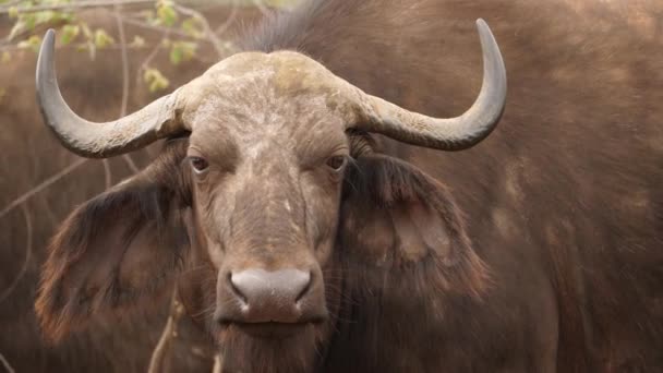 Uttrycksfulla Ögon Nära Frontal Cape Buffalo Tittar Kameran — Stockvideo