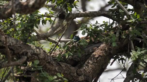 Blue Headed Agama Lizard Esconde Calmamente Folhagem Ramo Ensolarado Árvore — Vídeo de Stock