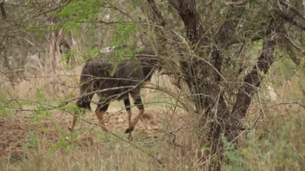 Pan Listrado Macho Nyala Antelope Caminha Árvores Fora Vista — Vídeo de Stock