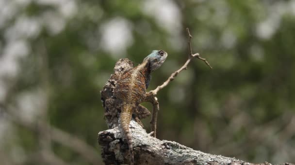 Ramo Árvore Oscila Brisa Enquanto Agama Lizard Espera Pacientemente Por — Vídeo de Stock