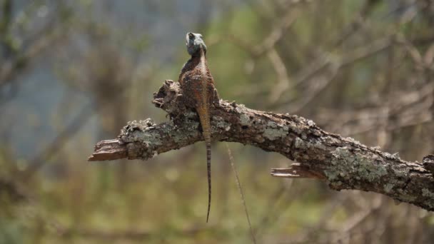 Agama Tree Lizard Senta Ainda Ramo Ensolarado Com Fundo Desfocado — Vídeo de Stock