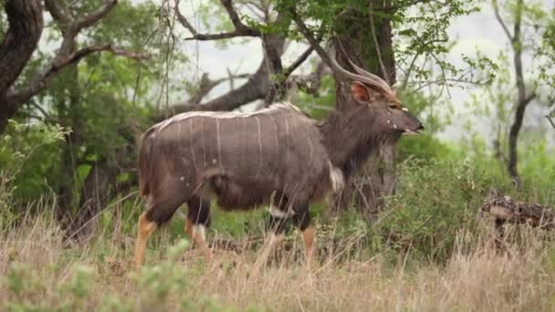 Pan Mooie Gestreepte Mannelijke Nyala Antilopen Struikgras — Stockvideo