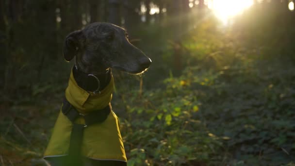 Nahaufnahme Des Spanischen Windhundes Galgo Zeitlupe Wald — Stockvideo