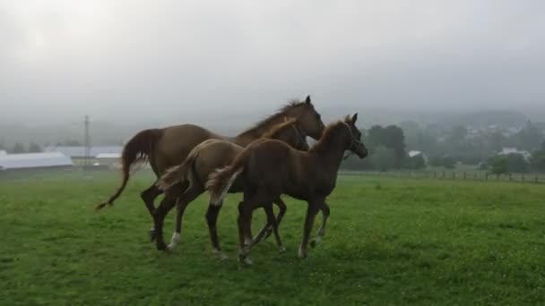 Mare Running Her Foals Pasture — Stock Video