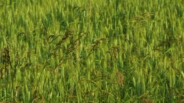 Grönt Gräs Rör Sig Vinden Den Italienska Landsbygden — Stockvideo