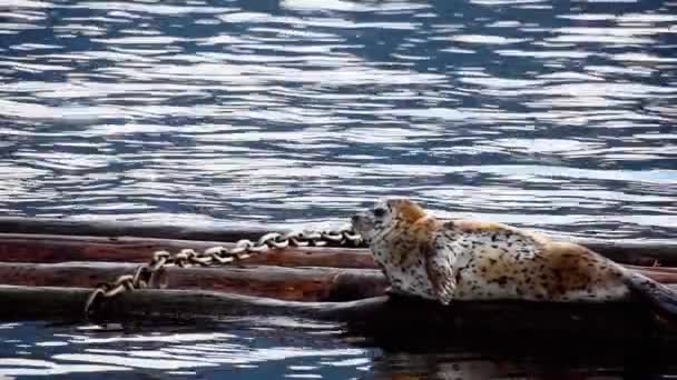 Tätningen Vilar Trä Havet Som Annan Framträder Vatten Långsökt — Stockvideo