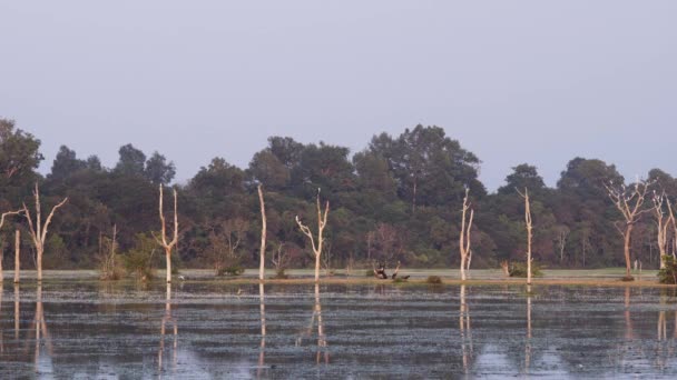 Uccelli Bianchi Garzette Intermedie Appoggiati Alberi Morti Che Riflettono Lago — Video Stock