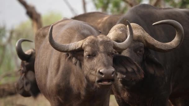 Cabo Africano Búfalo Vaca Touro Mastigar Cud Pacificamente Sol Tarde — Vídeo de Stock