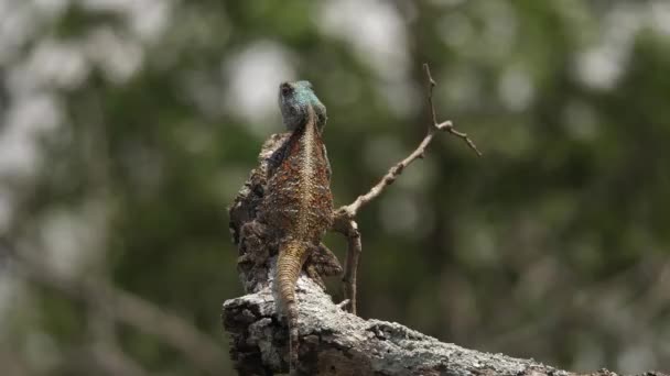 Blue Headed Agama Lizard Показывает Хребет Назад Сидя Солнечной Ветке — стоковое видео