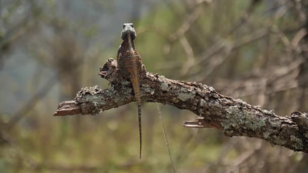 Ridge Back View Blue Headed Agama Lizard Mastigação Ramo Árvore — Vídeo de Stock