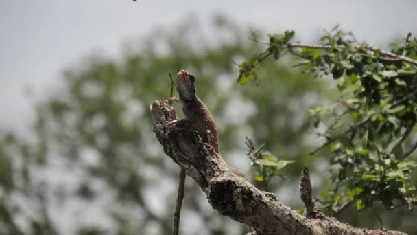 Acrobatic Agama Lizard Pega Inseto Voador Ramo Ensolarado Árvore — Vídeo de Stock