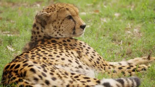 Closeup Adult Cheetah Resting Grass Plains Wildlife Reserve — Stock Video