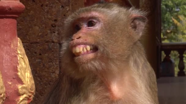 Lachender Affe Spricht Mit Frechem Lächeln Mit Sich Selbst — Stockvideo