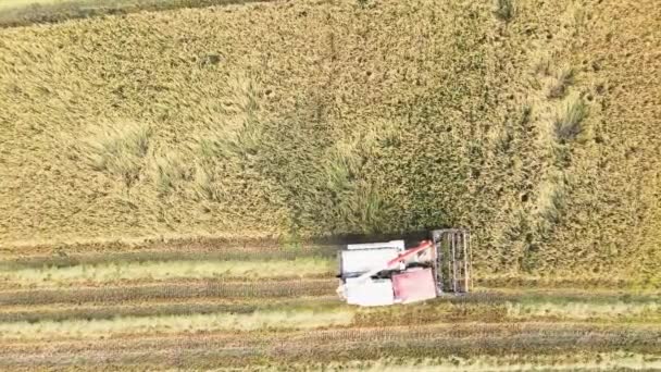 Cosecha Arroz Con Cosechadora Vista Aérea Drones Líneas Horizontales Cultivo — Vídeos de Stock