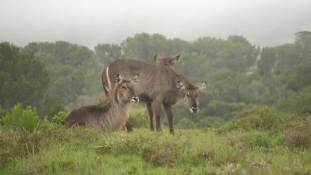 Tracking Shot Family Waterbuck Grazing Grassy Plains — Stock Video