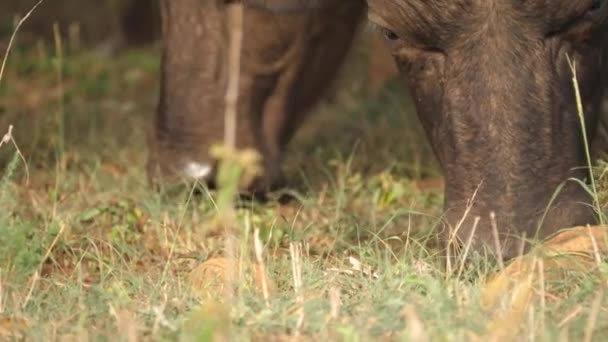 Extrémní Detailní Záběr Afrických Buvolů Krmících Trávou — Stock video