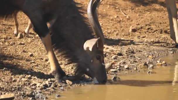 Närbild Nyala Tjur Som Dricker Från Sjön Helkroppsskanning — Stockvideo