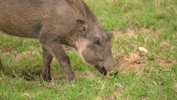 Close Van Een Wrattenzwijn Voeden Zich Met Gras Afrikaanse Vlakten — Stockvideo