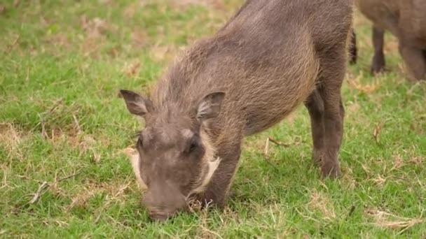 Nahaufnahme Eines Warzenschweins Der Auf Seinen Vorderbeinen Kniet Sich Gras — Stockvideo