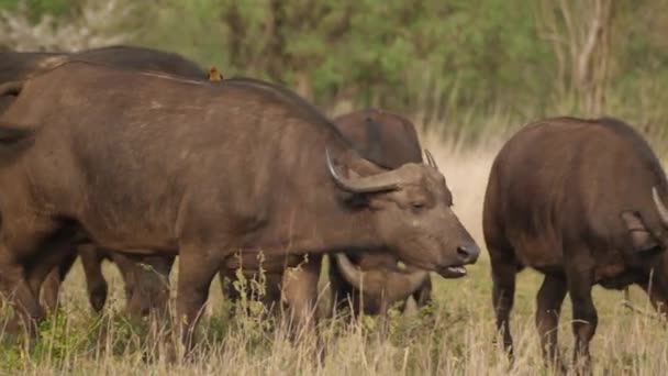 Cabo Rebaño Búfalos Migrando Través Llanuras Hierba Seguimiento Disparo — Vídeos de Stock