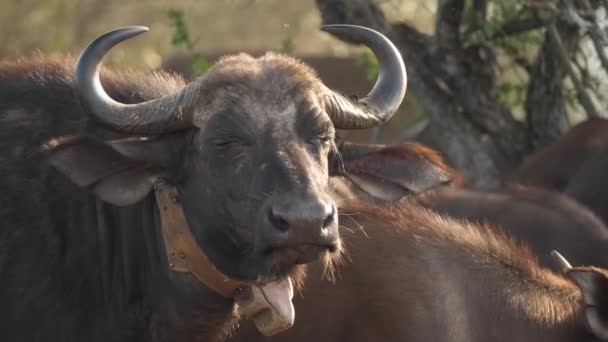 Närbild Cape Buffel Med Gps Spårningskrage Runt Halsen — Stockvideo