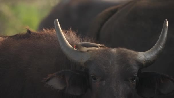 Close Oxpecker Bico Vermelho Alimentando Insetos Uma Pele Búfalo Capa — Vídeo de Stock