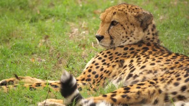 Cheetah Rests Savannah African Sun Close — Stock Video